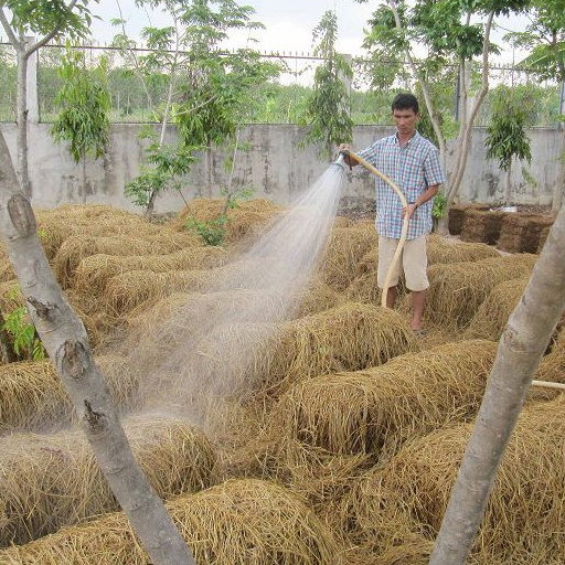 Năng suất xanh tại ấp Phú Thành, xã Tân Phú, tỉnh Vĩnh Long